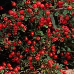 COTONEASTER dammeri 'Major' - Cotonéaster couvre sol