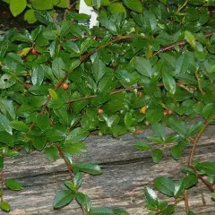 COTONEASTER dammeri 'Major' - Cotonéaster couvre sol