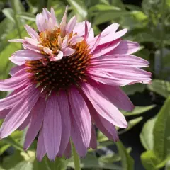 ECHINACEA purpurea 'Double Decker'