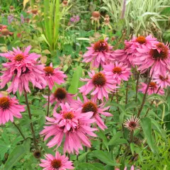 ECHINACEA purpurea 'Double Decker'