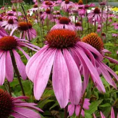 ECHINACEA purpurea 'Leuchtstern'