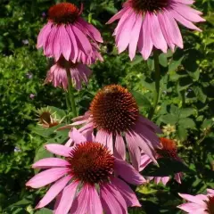 ECHINACEA purpurea 'Leuchtstern'