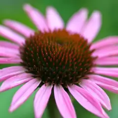 ECHINACEA purpurea 'Leuchtstern'