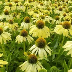 ECHINACEA purpurea 'Sunrise'®