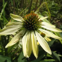 ECHINACEA purpurea 'Sunrise'®