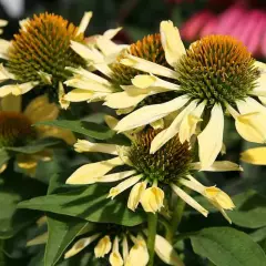 ECHINACEA purpurea 'Sunrise'®