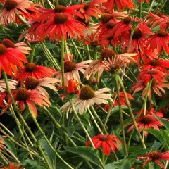 ECHINACEA purpurea 'Tomato Soup' ®