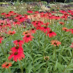 ECHINACEA purpurea 'Tomato Soup' ®