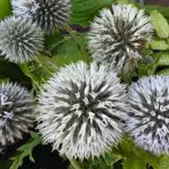 ECHINOPS Sphaerocephalus 'Arctic Glow'