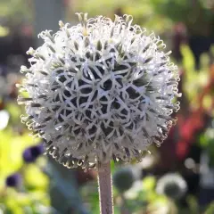 ECHINOPS Sphaerocephalus 'Arctic Glow'