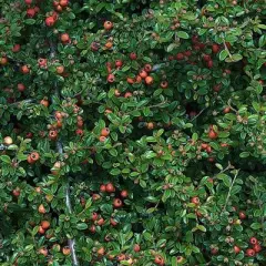 COTONEASTER dammeri 'Evergreen' - Cotonéaster couvre sol