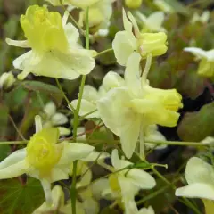 EPIMEDIUM pinnatum Colchicum - Fleur des Elfes