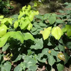 EPIMEDIUM pinnatum Colchicum - Fleur des Elfes