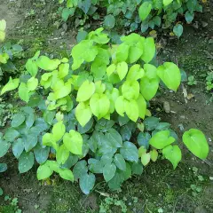 EPIMEDIUM pinnatum Colchicum - Fleur des Elfes