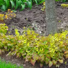 EPIMEDIUM pinnatum Colchicum - Fleur des Elfes