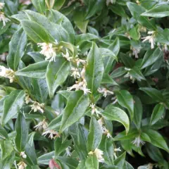 SARCOCOCCA confusa - Arbuste nain feuilles persistantes