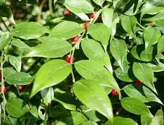 SARCOCOCCA ruscifolia - Sarcocoque à feuilles de Ruscus