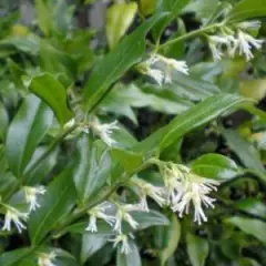 SARCOCOCCA ruscifolia - Sarcocoque à feuilles de Ruscus