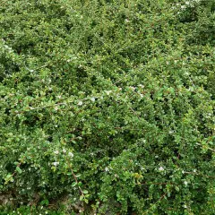 COTONEASTER dammeri 'Coral Beauty'