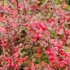 COTONEASTER dammeri 'Coral Beauty'