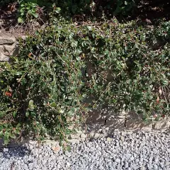 COTONEASTER dammeri 'Coral Beauty'