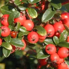 COTONEASTER dammeri 'Coral Beauty'