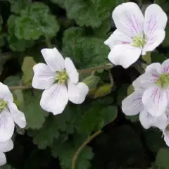 ERODIUM reichardii 'Album' - Bec de Cigogne