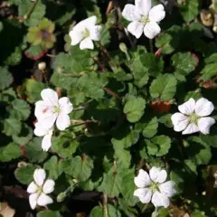 ERODIUM reichardii 'Album' - Bec de Cigogne