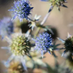 ERYNGIUM alpinum 'Blue Star' - Panicaut