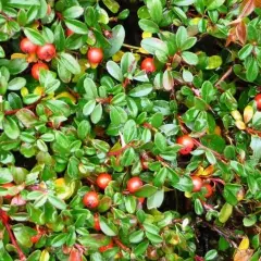 COTONEASTER suecicus 'Skogholm' - Cotonéaster 'Skogholm'