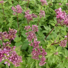 EUPATORIUM cannabinum 'Plenum' - Eupatoire