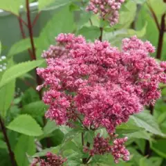 EUPATORIUM cannabinum 'Plenum' - Eupatoire