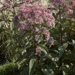 EUPATORIUM maculatum 'Glutball' - Eupatoire