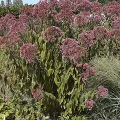 EUPATORIUM maculatum 'Glutball' - Eupatoire