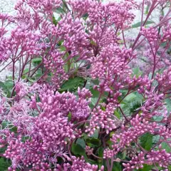 EUPATORIUM maculatum 'Riesenschirm' - Eupatoire