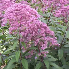 EUPATORIUM maculatum 'Riesenschirm' - Eupatoire