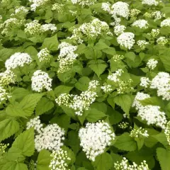 EUPATORIUM rugosum 'Braunlaub' - Eupatoire