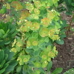 EUPHORBIA amygdaloides 'Robbiae' - Euphorbe des Bois