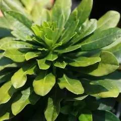 EUPHORBIA amygdaloides 'Robbiae' - Euphorbe des Bois