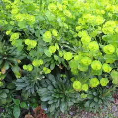 EUPHORBIA amygdaloides 'Robbiae' - Euphorbe des Bois