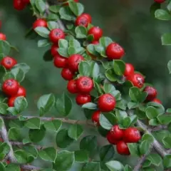 COTONEASTER procubens 'Steib's Finding' - Cotonéaster à petites feuilles 'Streib's Finding'