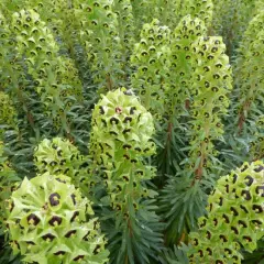 EUPHORBIA characias 'Black Pearl'