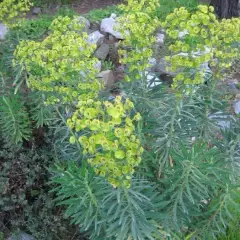 EUPHORBIA characias 'Black Pearl'