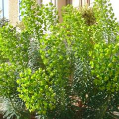EUPHORBIA characias 'Forescate' - Euphorbe des vallons