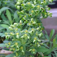 EUPHORBIA characias 'Humpty Dumpty' - Euphorbe des garrigues