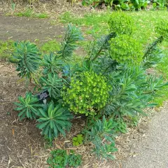 EUPHORBIA characias 'Humpty Dumpty' - Euphorbe des garrigues