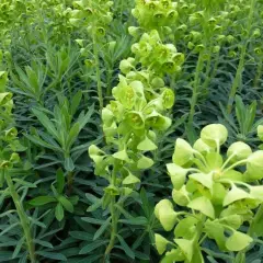 EUPHORBIA characias 'Humpty Dumpty' - Euphorbe des garrigues