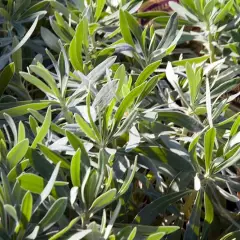 EUPHORBIA characias 'Humpty Dumpty'