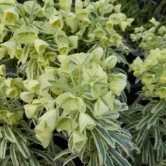 EUPHORBIA characias 'Tasmanian Tiger'