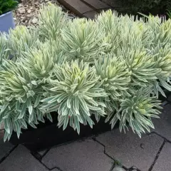 EUPHORBIA characias 'Tasmanian Tiger'